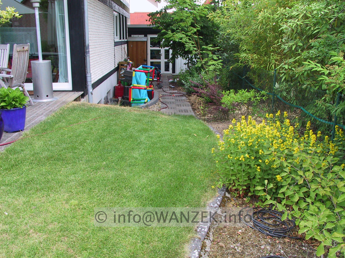 Phyllostachys - Bambus wuchert1.JPG